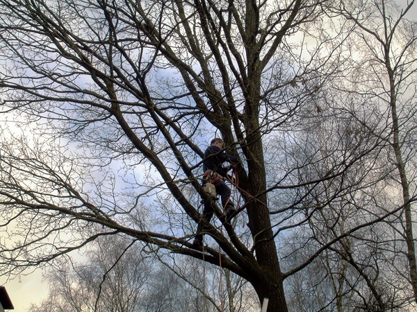 Boomverzorging en kappen