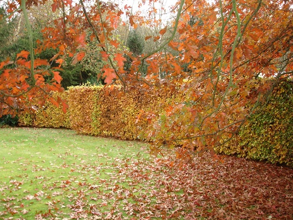 Tuinonderhoud